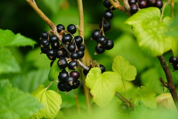 Obraz premium The blackcurrant (Ribes nigrum) is a woody shrub in the family Grossulariaceae. Hanover, Germany.