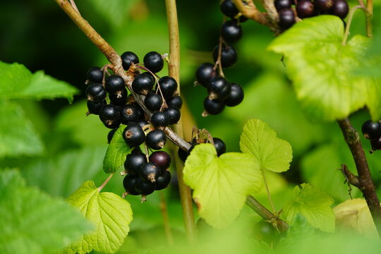 The blackcurrant (Ribes nigrum) is a woody shrub in the family Grossulariaceae. Hanover, Germany.