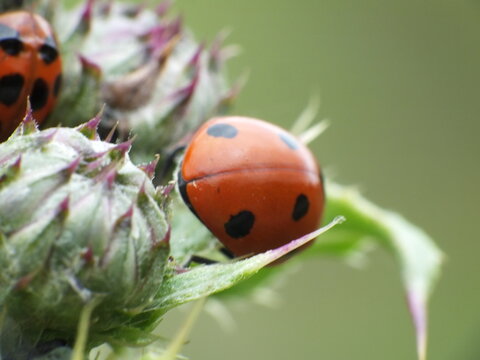 Ladybird Ladybug (Coccinellidae) on Blackberry plant (Rubus)