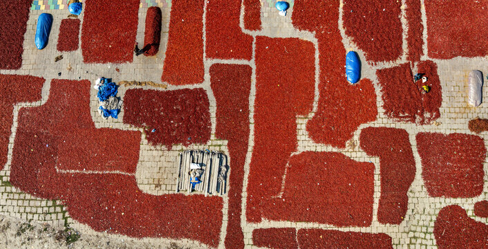 Aerial view of vibrant red chili peppers drying in rectangular patches on a paved courtyard with workers and blue tarps in Bogura, Rajshahi Division, Bangladesh.