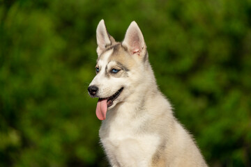 Fototapeta premium Beautiful portrait of a young Siberian Husky puppy with tongue out. Sled dog breeds such as Alaskan Malamute, Samoyed, and Laika look very similar and striking.