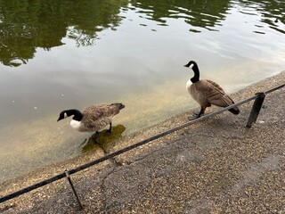 Two geese standing side by side on a paved path next to a lake © Curiosity Photos