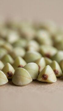 Vertical close-up of individual raw green buckwheat grains with soft focus background