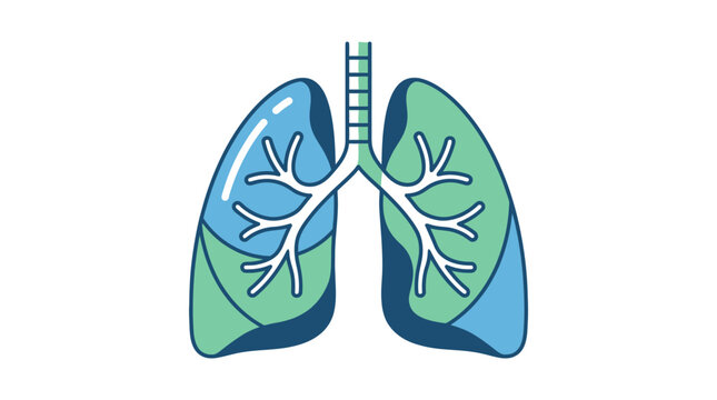 An illustration of human lungs with trachea and bronchi depicted in a medical context, showing their internal structure.