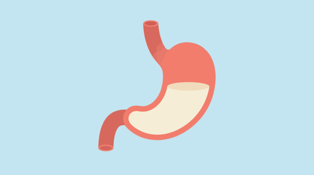 Anatomical illustration of a human stomach with highlighted internal structures