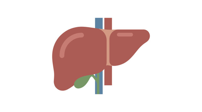 An illustration depicts a brain organ with simple folded structure in a flat 2D representation.