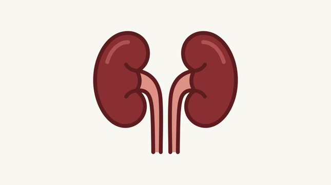 An illustration shows human kidneys and their inner structures in detail.