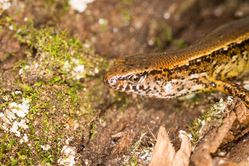 Fototapeta premium Close up of a common skink, Oligosoma polychroma, also known as the northern grass skink, which is a species of skink native to New Zealand