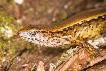 Obraz premium Close up of a common skink, Oligosoma polychroma, also known as the northern grass skink, which is a species of skink native to New Zealand