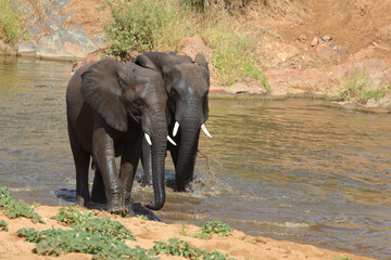 Obraz premium Afrikanischer Elefant / African elephant / Loxodonta africana