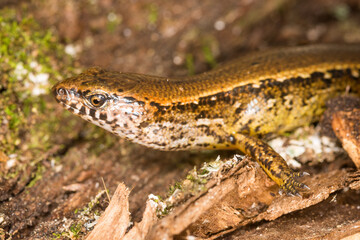 Naklejka premium Close up of a common skink, Oligosoma polychroma, also known as the northern grass skink, which is a species of skink native to New Zealand