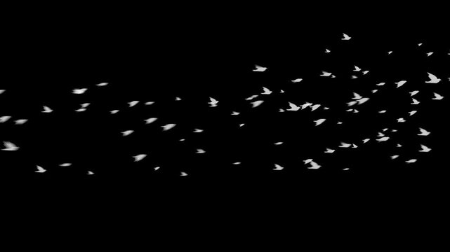 Flock of White Birds Flying Across Screen Particle Animation on Black Background. 4K