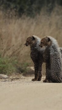 Vertical video, cheetah cubs looking like a honey badger