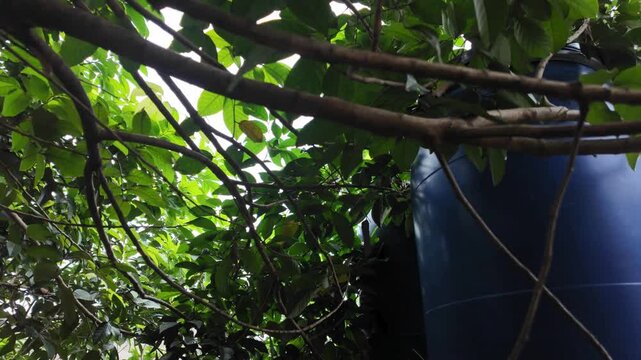a low angle, looking upward at a large blue plastic barrel or water tank hidden among tree branches.