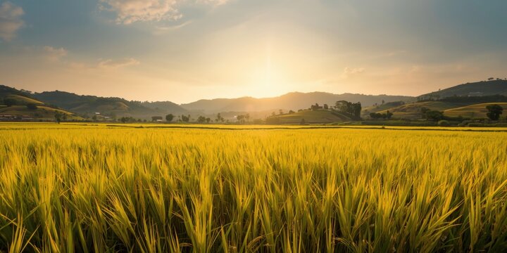 Wide view of golden rice paddies prepared for harvest under a sunny sky with thriving green hills highlighting agricultural life