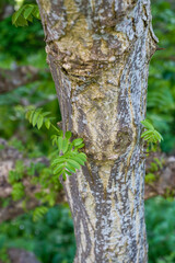 Fototapeta premium Pterocarya fraxinifolia Kaukasische Flügelnuss Detail Stamm