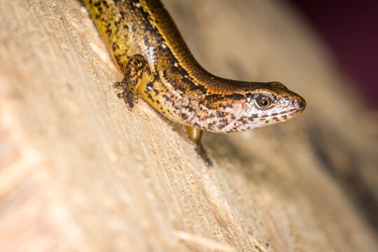 Close up of a common skink, Oligosoma polychroma, also known as the northern grass skink, which is a species of skink native to New Zealand