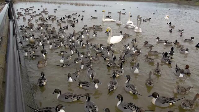 Large Gathering of Northern Pintail Ducks and Whooper Swans on a River