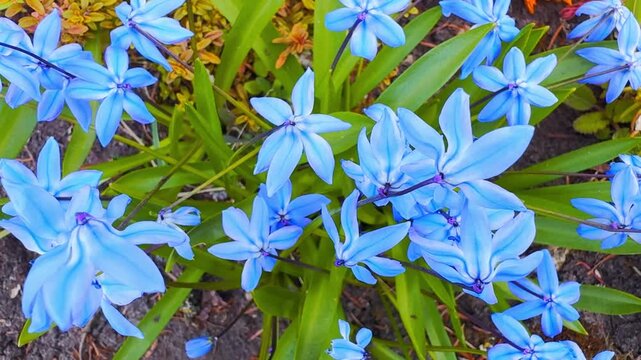 Blue scilla flowers blooming in a garden bed, with star-shaped petals, green leaves and bright spring color in a close botanical view.