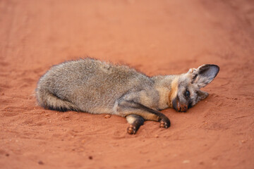 Fototapeta premium Bat-eared fox lies dead on dirt track