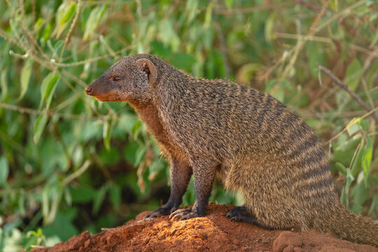Close-up of banded mongoose on earth mound
