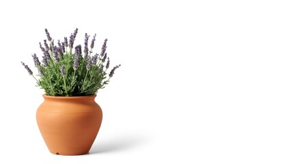 Fototapeta premium Traditional terracotta flowerpot featuring lavender plant isolated on white