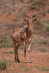 Obraz premium Coke hartebeest stands facing camera in sunshine
