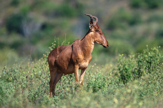 Coke hartebeest with catchlight stands on slope