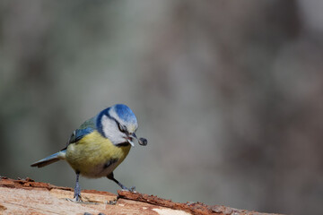 la mésange bleue © Olympixel