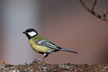 la mésange charbonnière © Olympixel