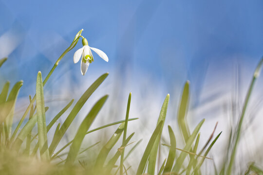 Le perce neige