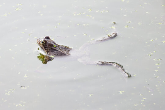 la grenouille verte