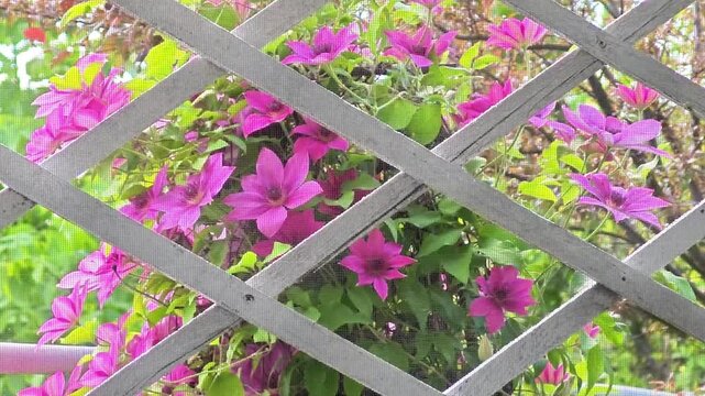 View from a summer gazebo through a wooden trellis at blooming pink clematis
