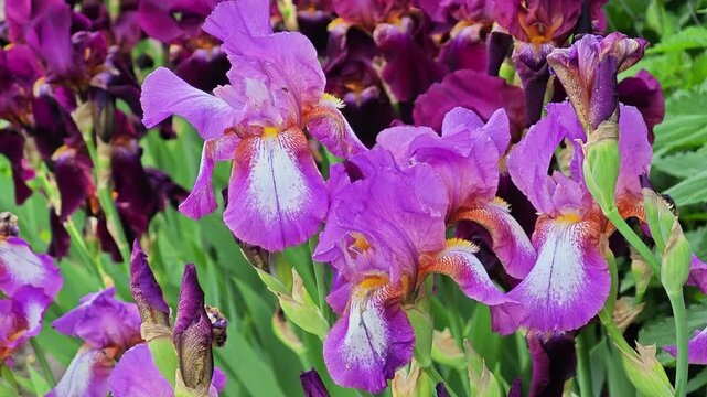 Vibrant purple iris flowers swaying in the gentle breeze in a spring garden