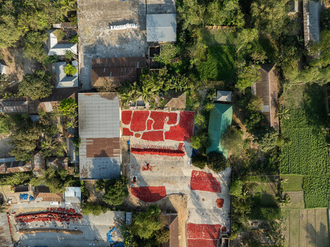 Aerial view of red chili peppers drying on the ground in a rural village surrounded by rooftops and lush green trees Bogura, Rajshahi Division, Bangladesh.