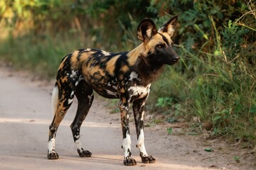 Fototapeta premium Wild African dog stands on dirt path in savanna. Spotty fur coats this canine predator. It has large ears and alert eyes, watching its surroundings with intense focus, looking to the right.