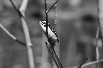 Parc Maritime Nicolet 9 Mai 2026 N&b © Frederic's