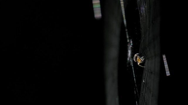 Spider Weaving and Constructing an Intricate Silk Web in 4K Slow Motion