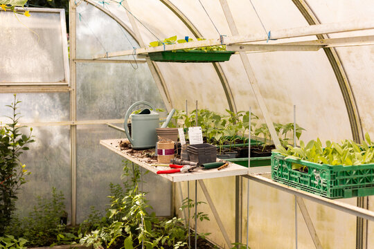 Int&eacute;rieur d'une serre avec des petites plantations vertes en pot et en pleine terre, atelier et mat&eacute;riel de jardinage