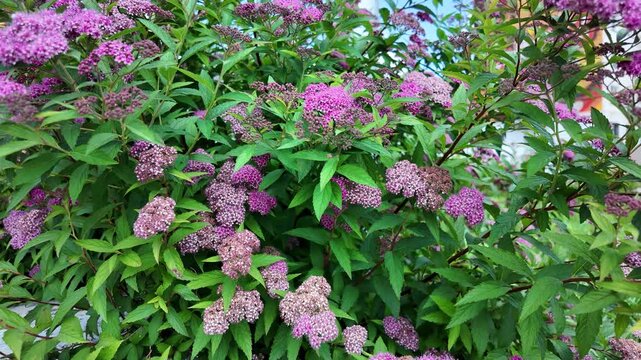 pink spiraea japonica pink plants flowers