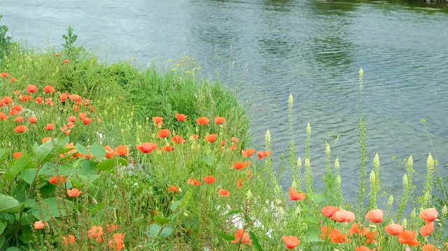 Scenic view of a river bank covered in blooming poppy flowers