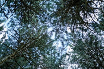 Fototapeta premium Pine forest canopy creating natural patterns against blue sky, looking up through green branches and needles