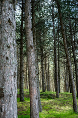 Obraz premium Pine tree forest creating a peaceful woodland scene. Tall tree trunks stand on green grass under a light sky