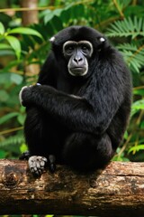 Black Siamang gibbon monkey sits on tree log. Dark furred primate white face markings. Jungle background with green leaves suggests natural habitat. Endangered ape looks directly forward with calm © miss irine