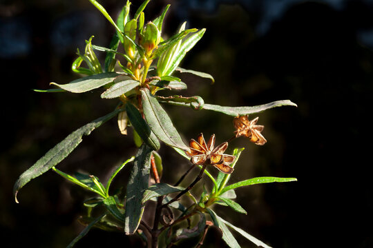 Jara pringosa (Cistus ladanifer)