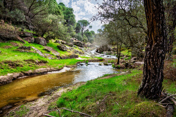 Rio Tietar entre los pinares © ABUELO RAMIRO