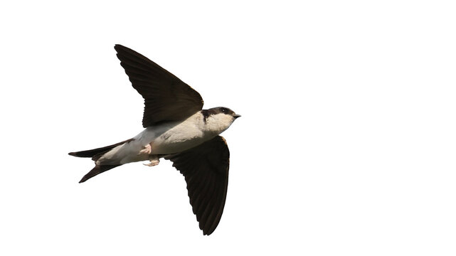 House martinin flight, isolated on white, Delichon urbicum