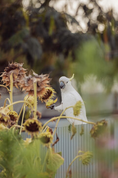White cockatoo bird eating sunflower seeds in a garden setting
