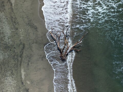 Aerial view of a large driftwood tree on the sandy shore of Playa Linda with white ocean waves washing over it in Ixtapa Zihuatanejo, Guerrero, Mexico.
