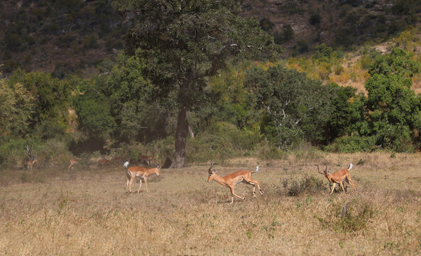 Schwarzfersenantilope / Impala / Aepyceros melampus